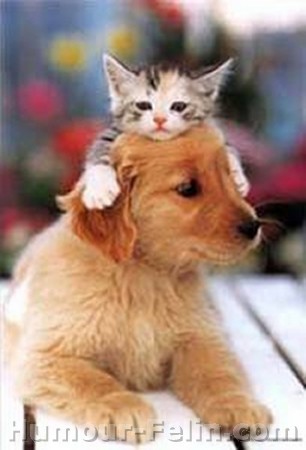 chien et chat